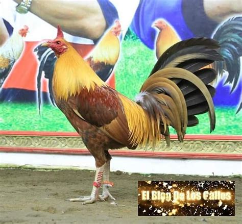 gold gamefowl|black hatch gamefowl farm.